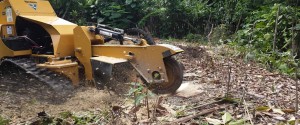 tree stump removal cairns